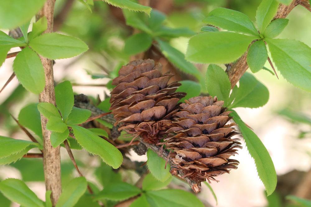 Berberitze mit dichtem Laub