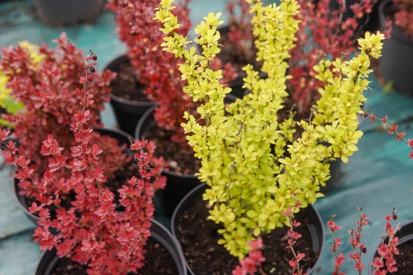 Junge Topf-Berberitzen im Gartencenter