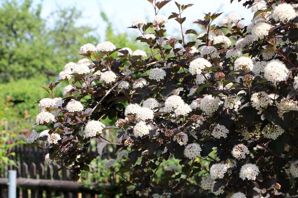 Physocarpus opulifolius, Blasenspiere