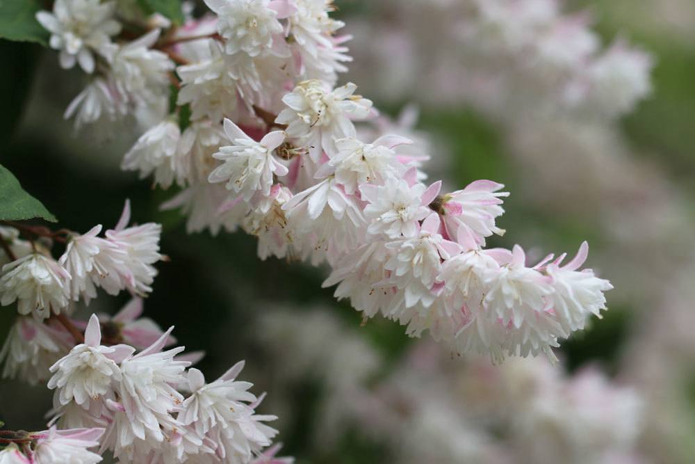 Sternchenstrauch, Deutzia magnifica