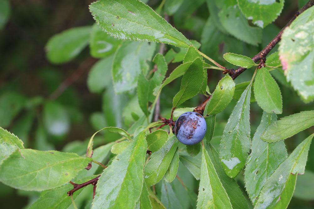 Schlehdorn, Prunus spinosa