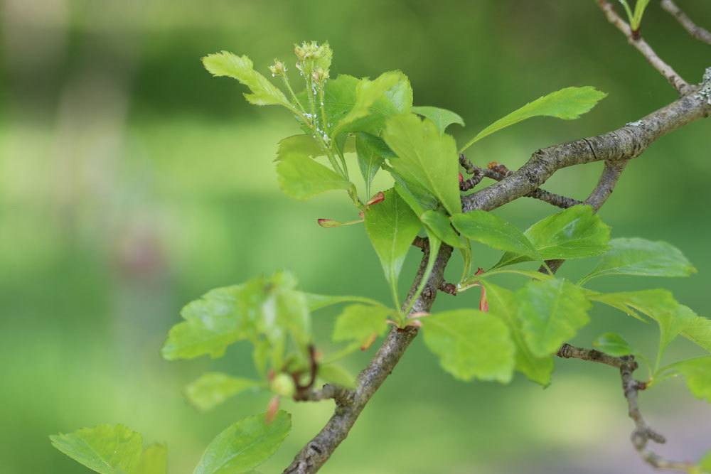 Crataegus, Weißdorn