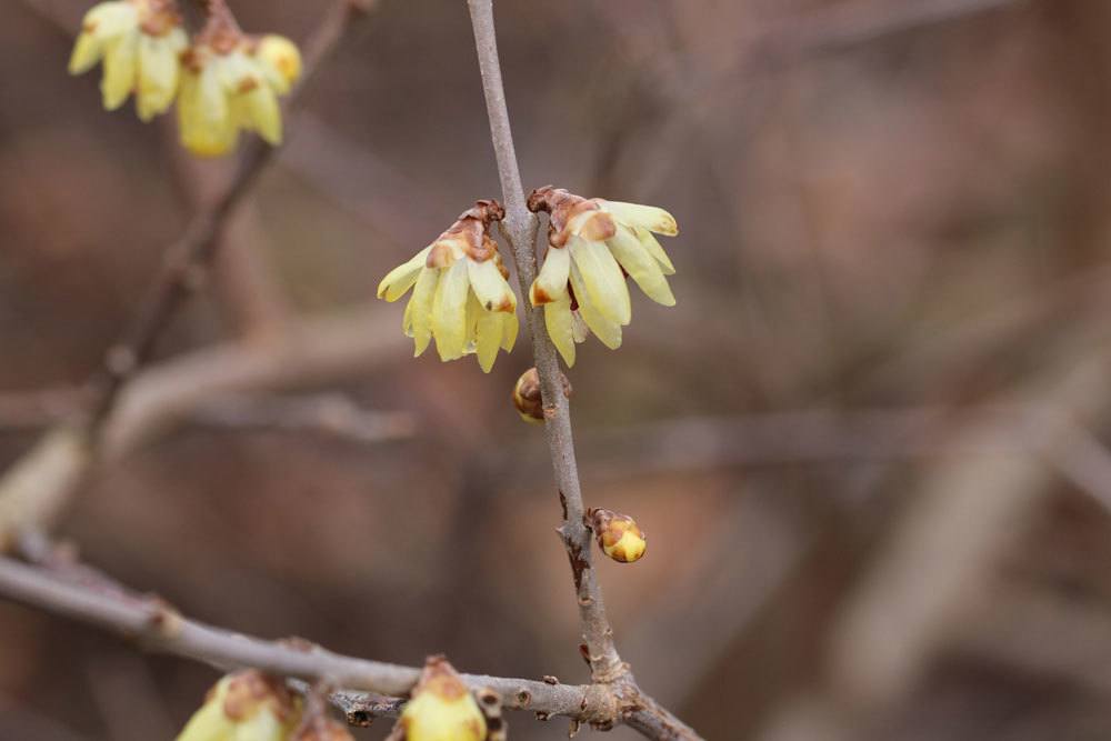 Winterblüte, Chimonanthus