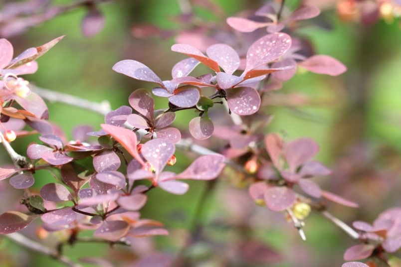 Blutberberitze (Berberis thunbergii 'Atropurpurea')