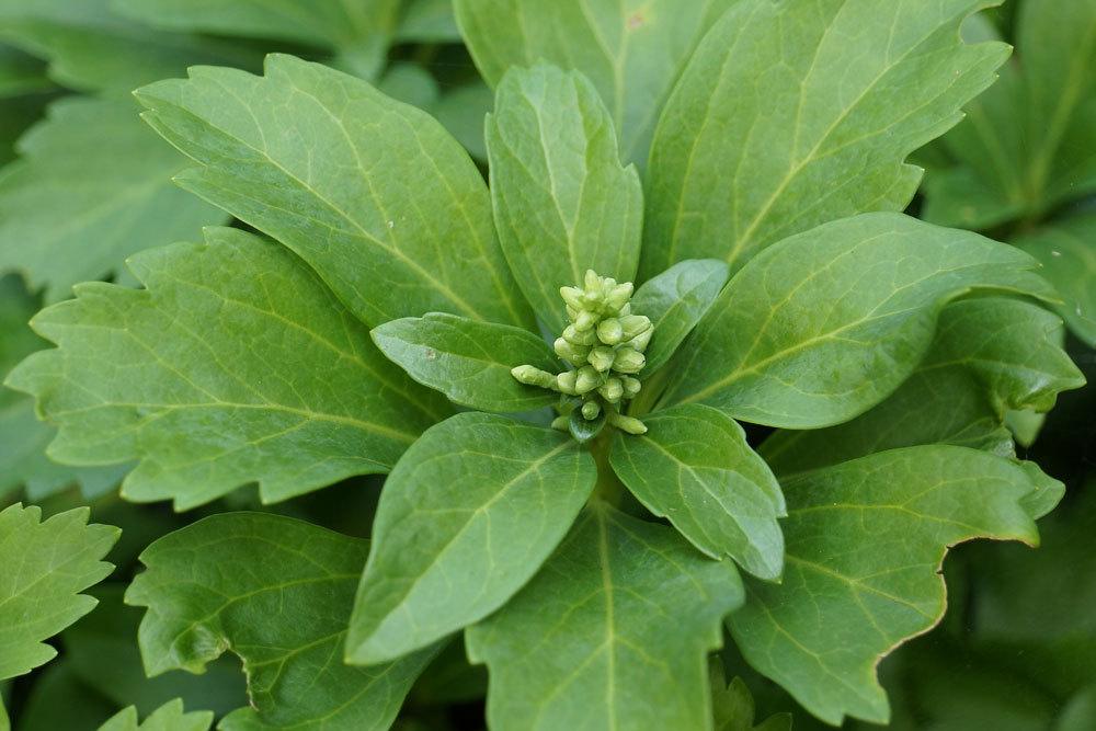 Pachysandra terminalis, Dickmännchen