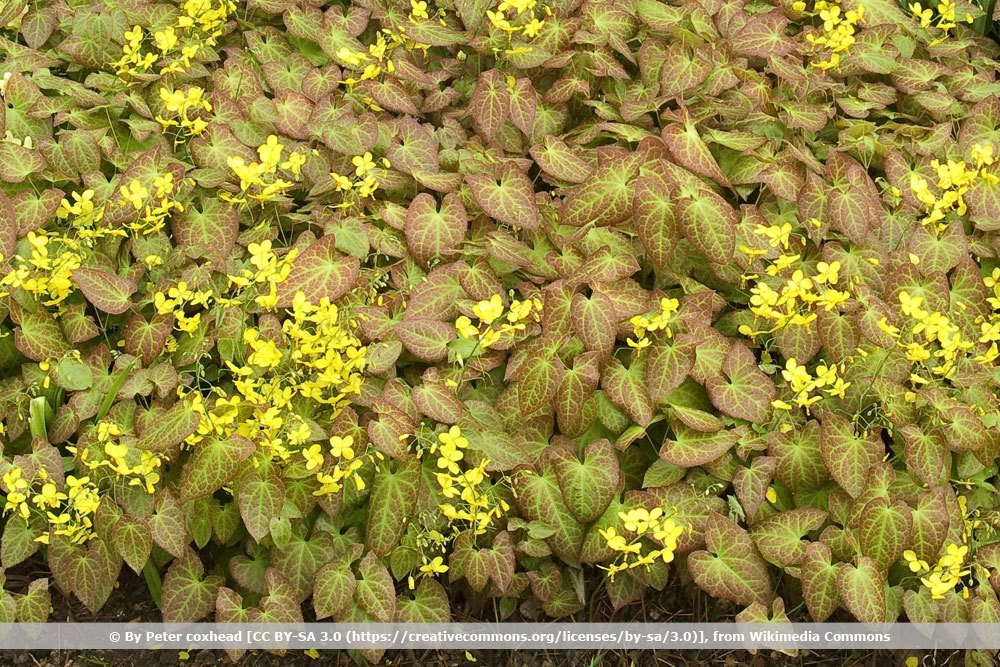 Elfenblume, Epimedium perralchicum