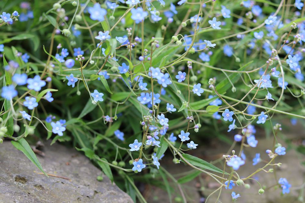 Gedenkemein, Omphalodes verna