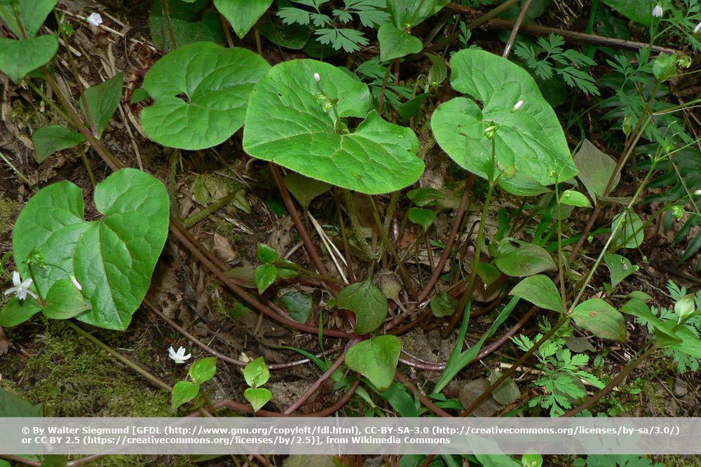 Geschwänzte Haselwurz, Asarum caudatum