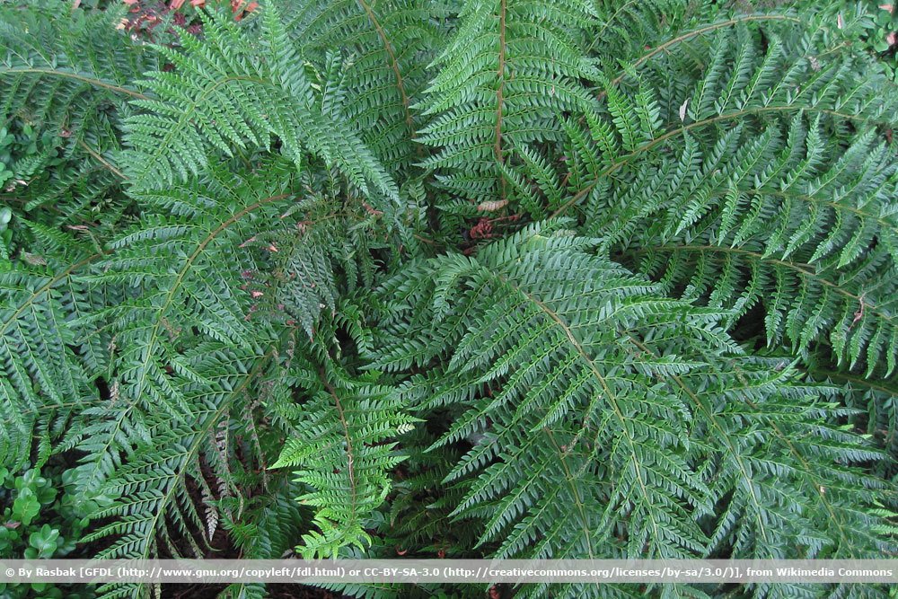 Glanzfarn, Polystichum aculeatum