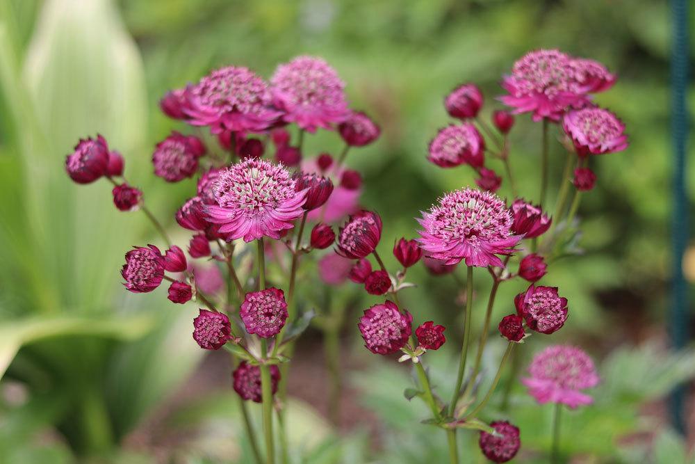 Große Sterndolde, Astrantia major