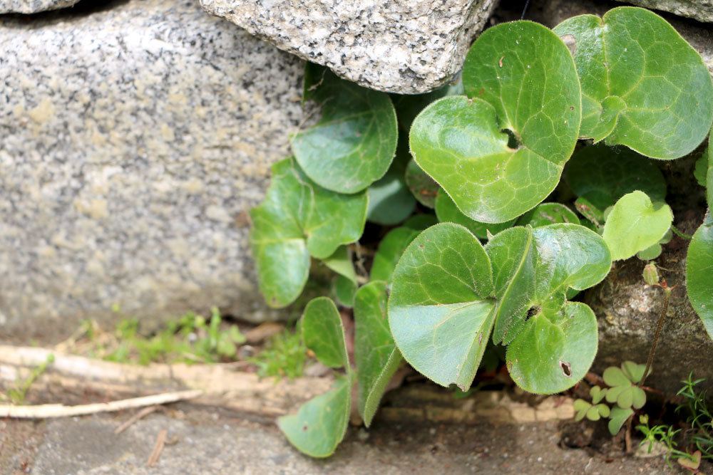 Haselwurz, Asarum europaeum