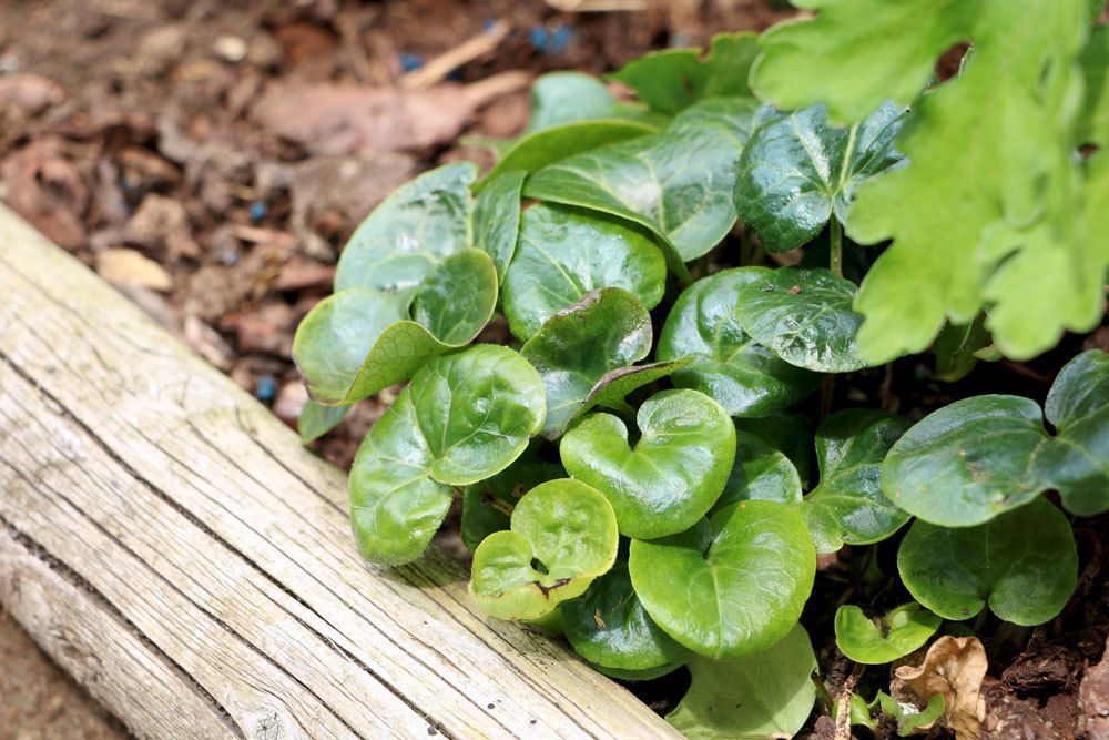 Asarum europaeum, Haselwurz, Bodendeckern