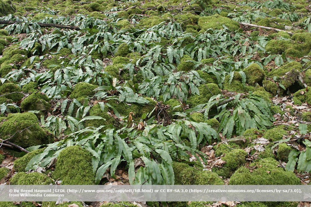 Hirschzungenfarn, Phyllitis scolopendrium