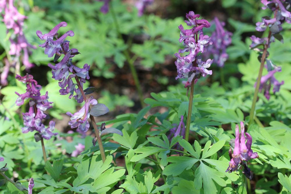 Hohler Lerchensporn, Corydalis cava