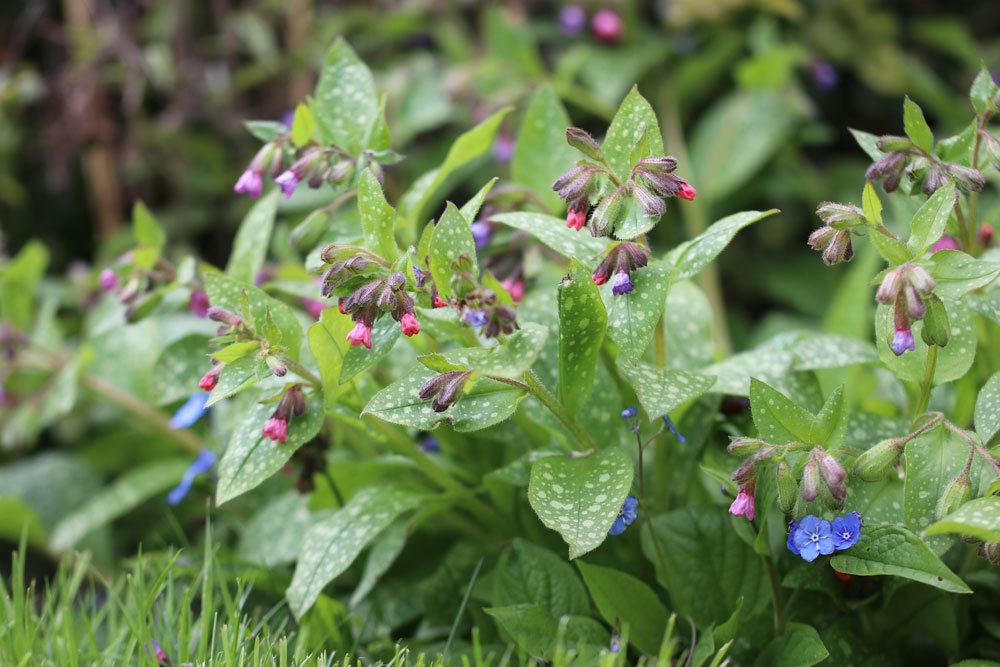 Italienisches Lungenkraut, Pulmonaria saccharata