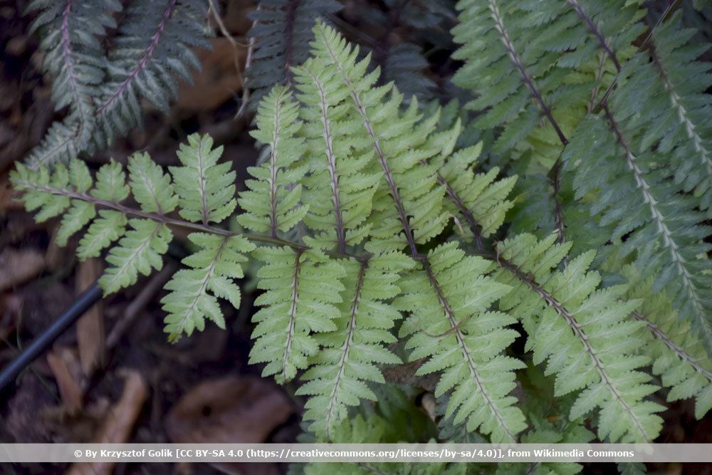 Japanischer Regenbogenfarn, Athyrium niponicum Metallicum