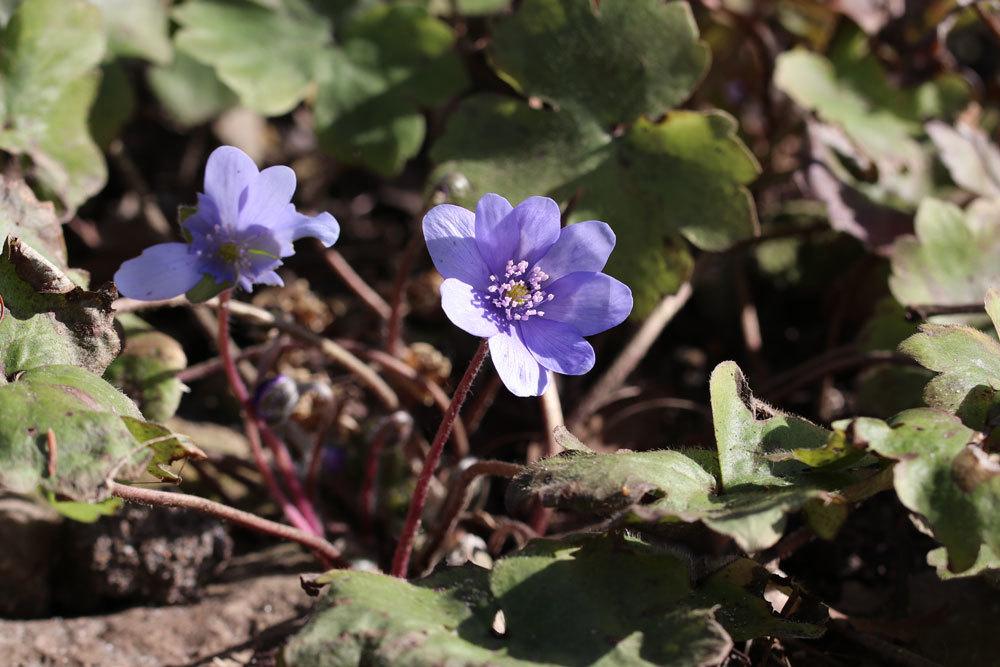 Leberblümchen, Hepatica transsilvanica