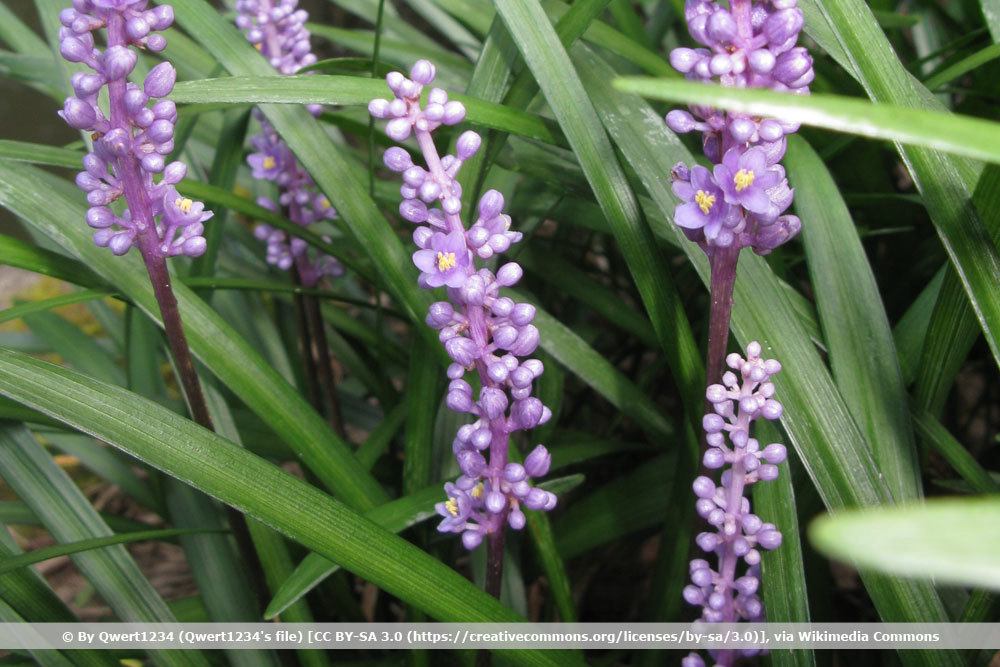 Lilientraube, Liriope muscari