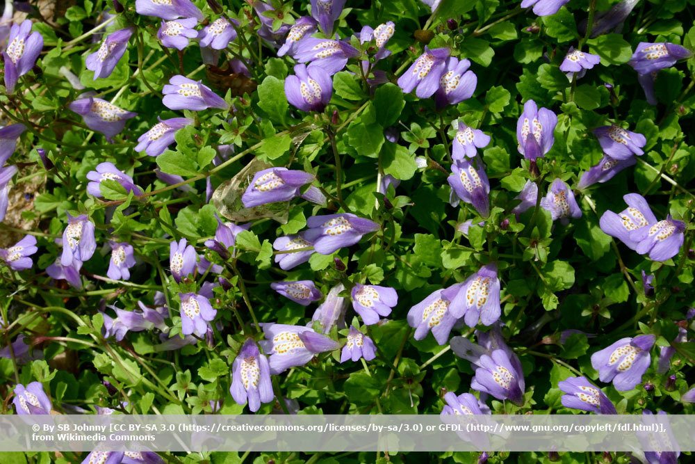 Lippenmäulchen, Mazus reptans