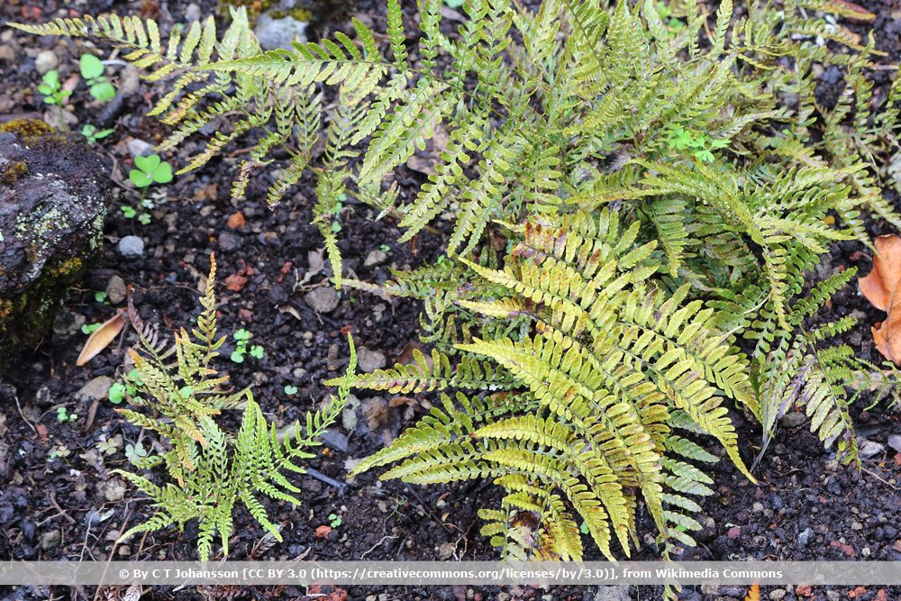 Rotschleierfarn, Dryopteris erythrosora var. prolifica