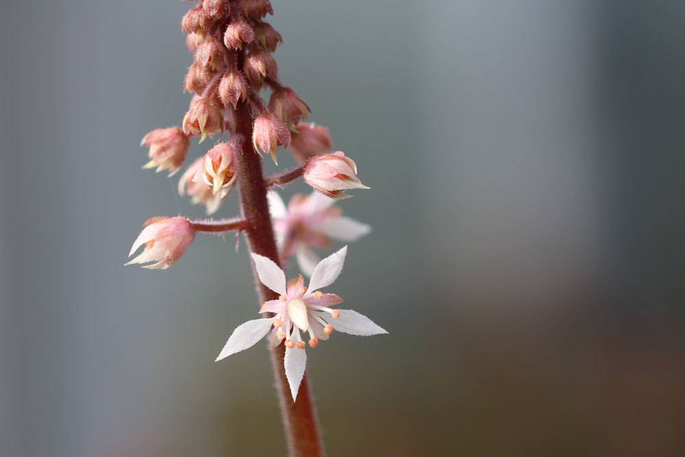 Schaumblüte, Tiarella Spring Symphony