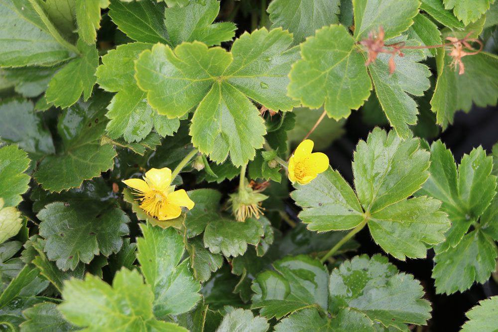 Waldsteinie, Waldsteinia ternata