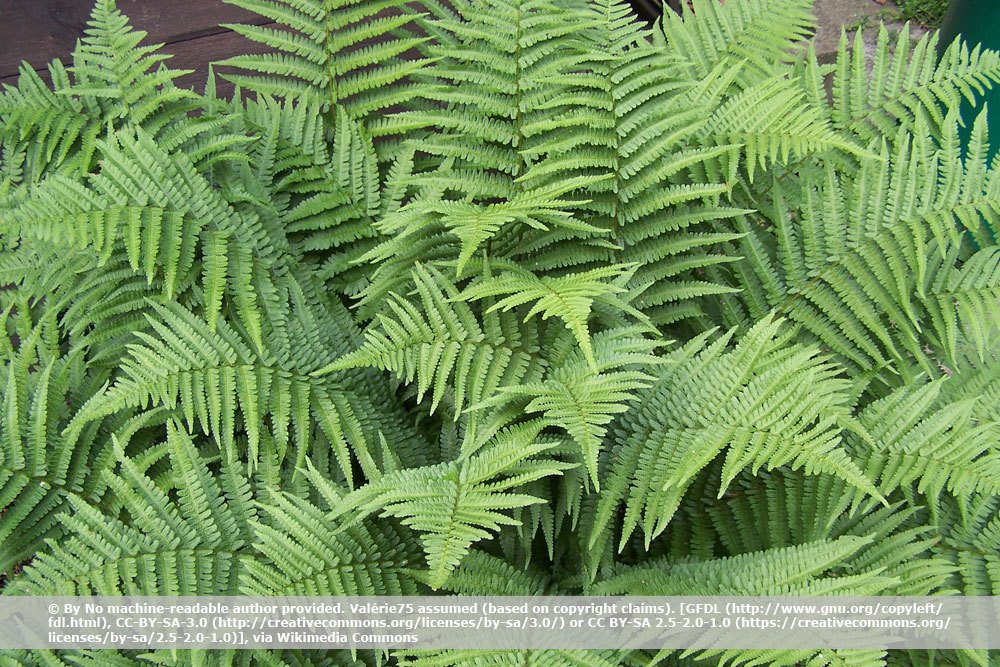 Wurmfarn, Dryopteris filix-mas