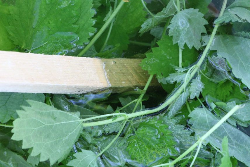 Erdbeeren düngen natürlichen Erdbeerdünger selber machen