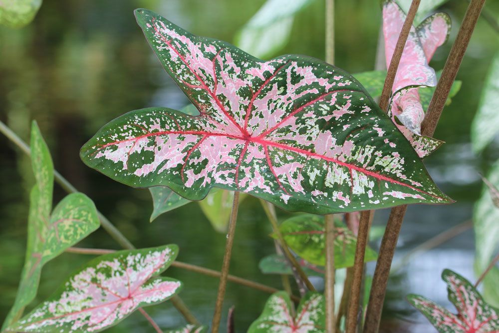 Buntwurz, Caladium, Kaladien