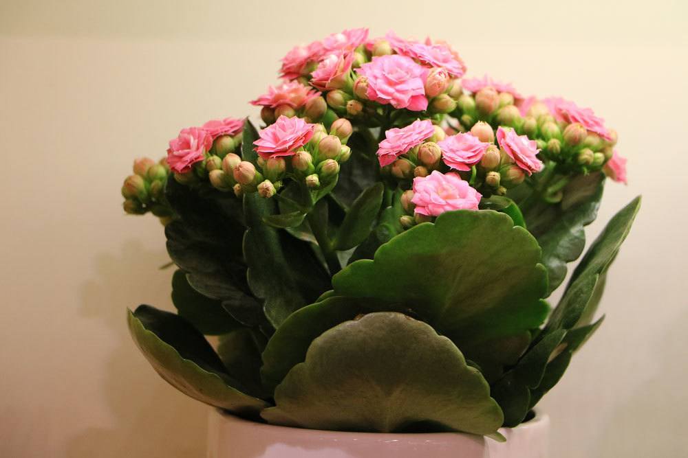 Flammendes Käthchen, Kalanchoe