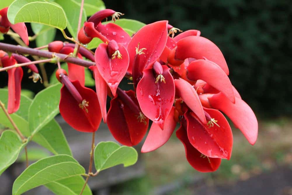 Korallenstrauch, Solanum pseudocapsicum, Erythrina