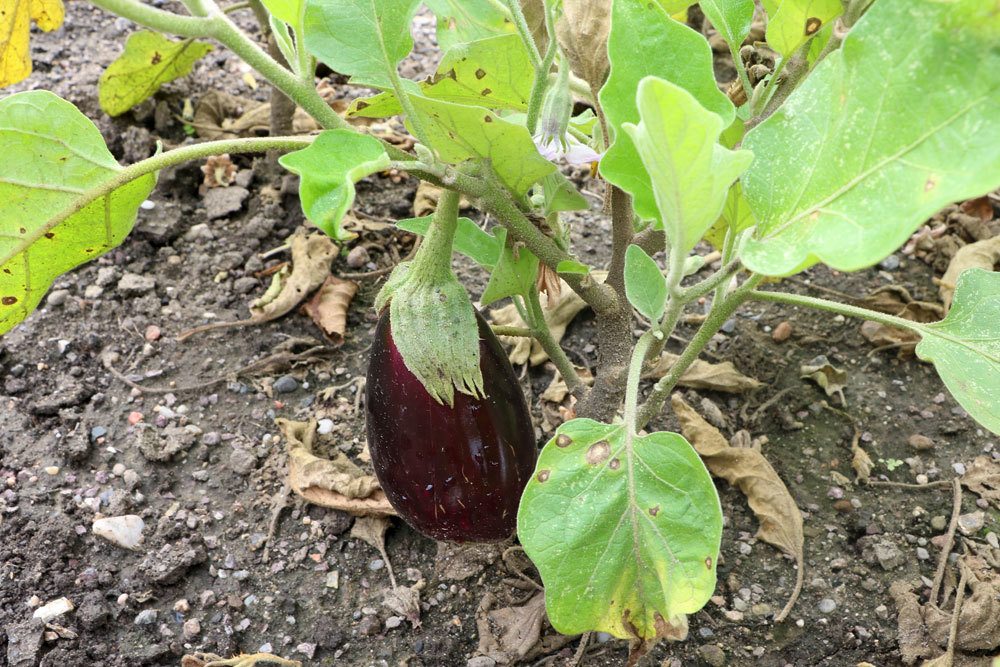 Solanum melongena ist eine Wildart der Aubergine