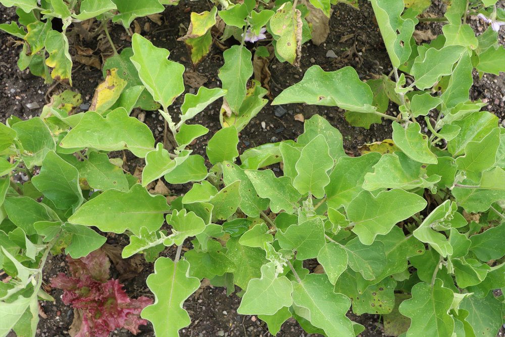 Eierbaum im Gartenbeet