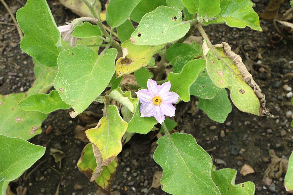 Eierbaum mit geöffneter Blüte