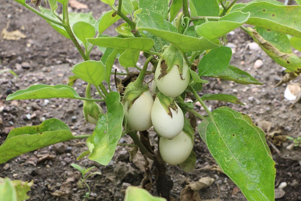 Eierbaum mit weißen Früchten