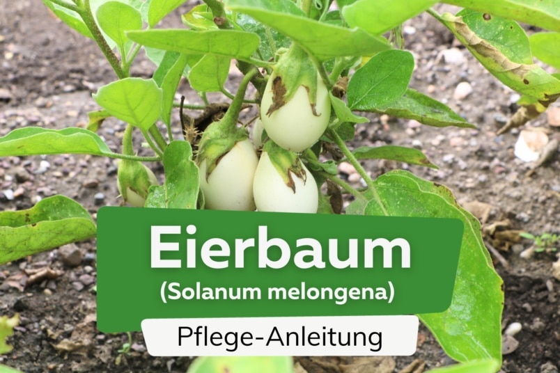 Eierbaum (Solanum melongena)