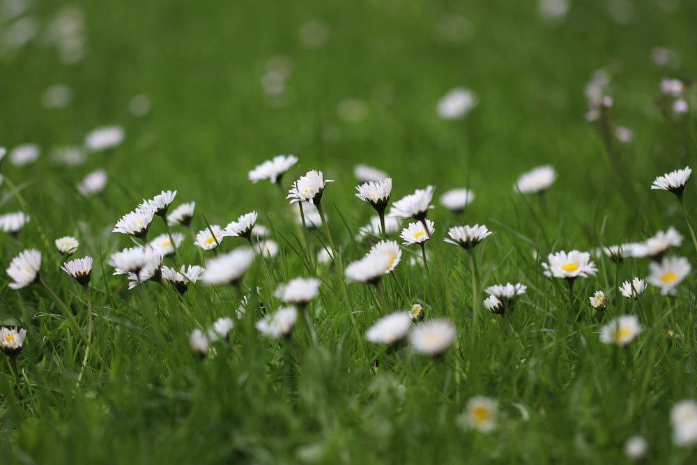 Gänseblümchen mit weißer Blütenfarbe