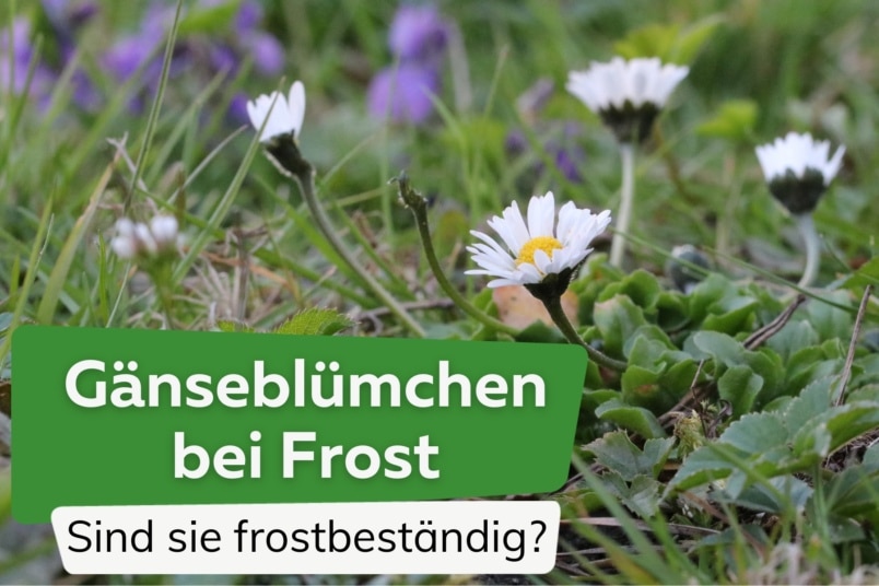 Gänseblümchen bei Frost