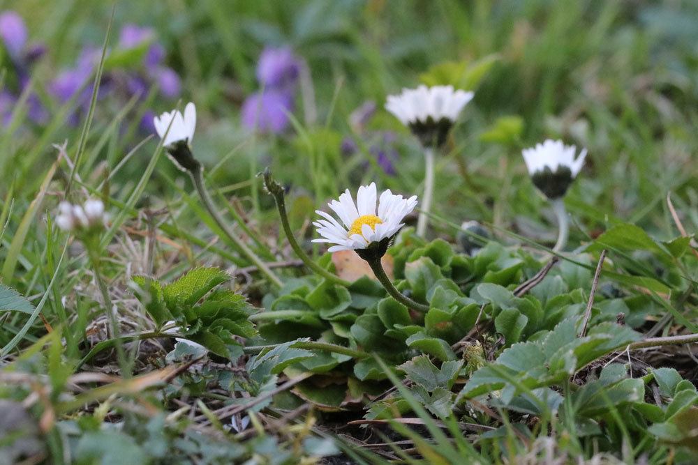 Gänseblümchen auf der Wiese