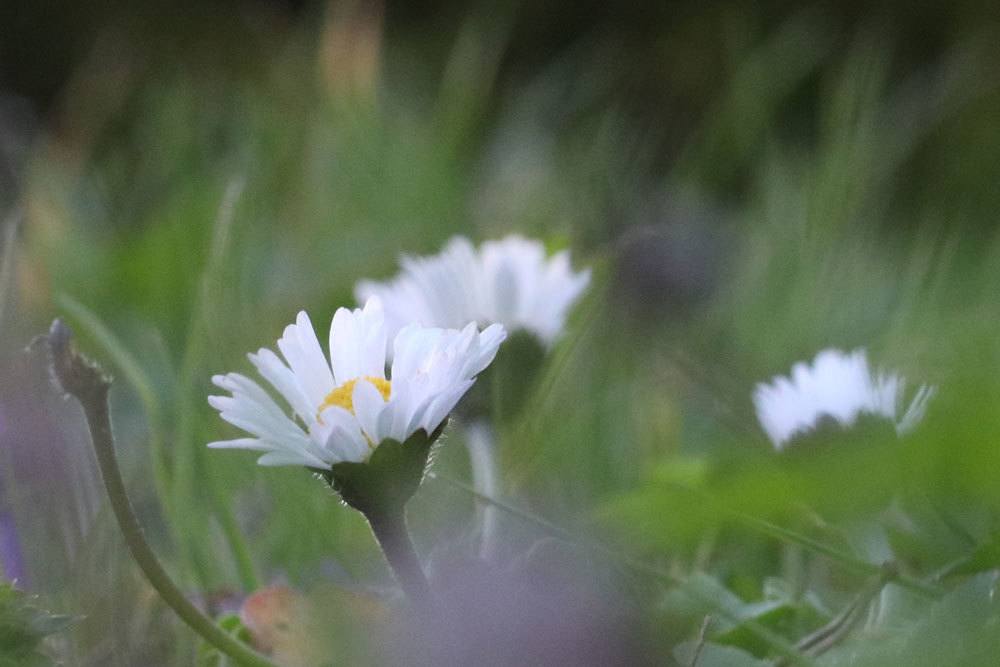 Gänseblümchen zählen zu den bekanntesten Blumen in Mitteleuropa