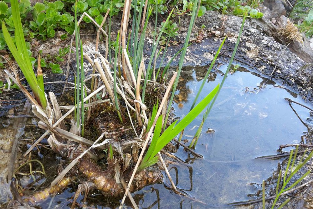 Pflanzen im Gartenteich