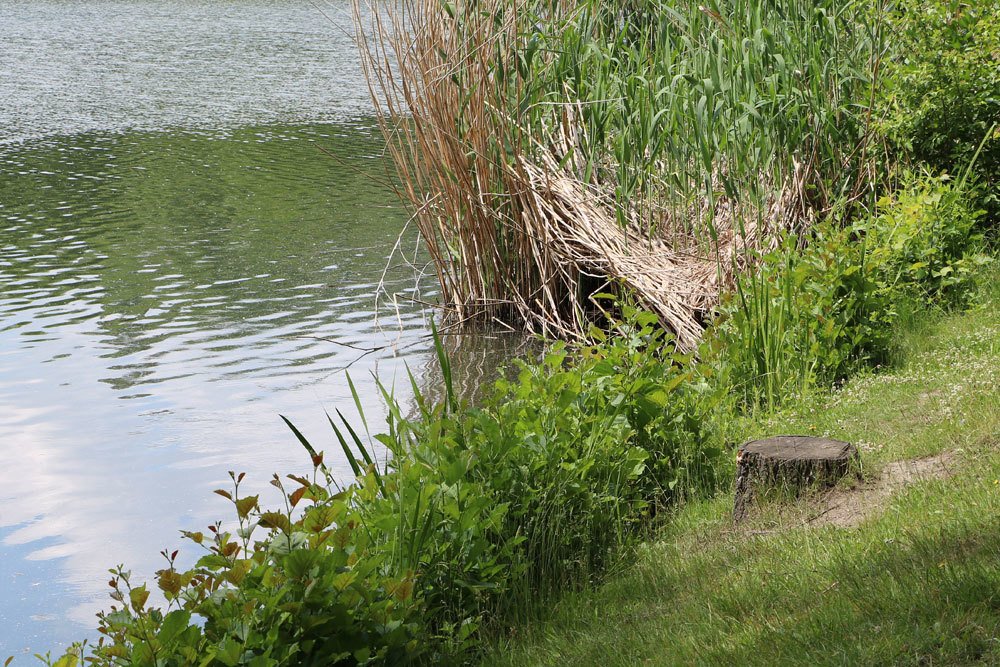 Gartenteich im Garten