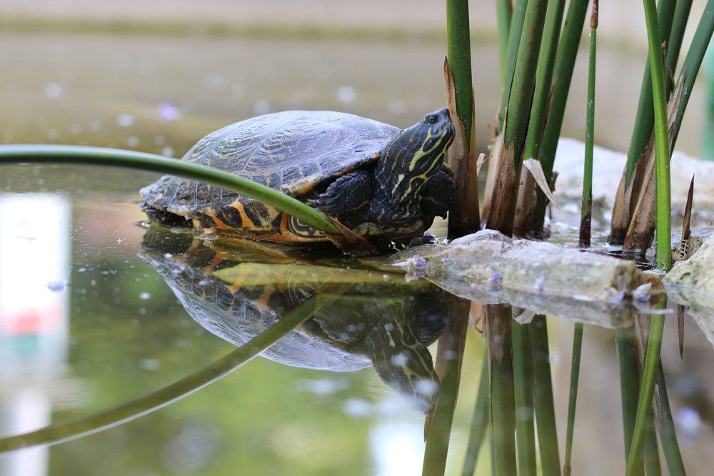 Teich im Garten bietet ein Heim für Pflanzen und Tiere