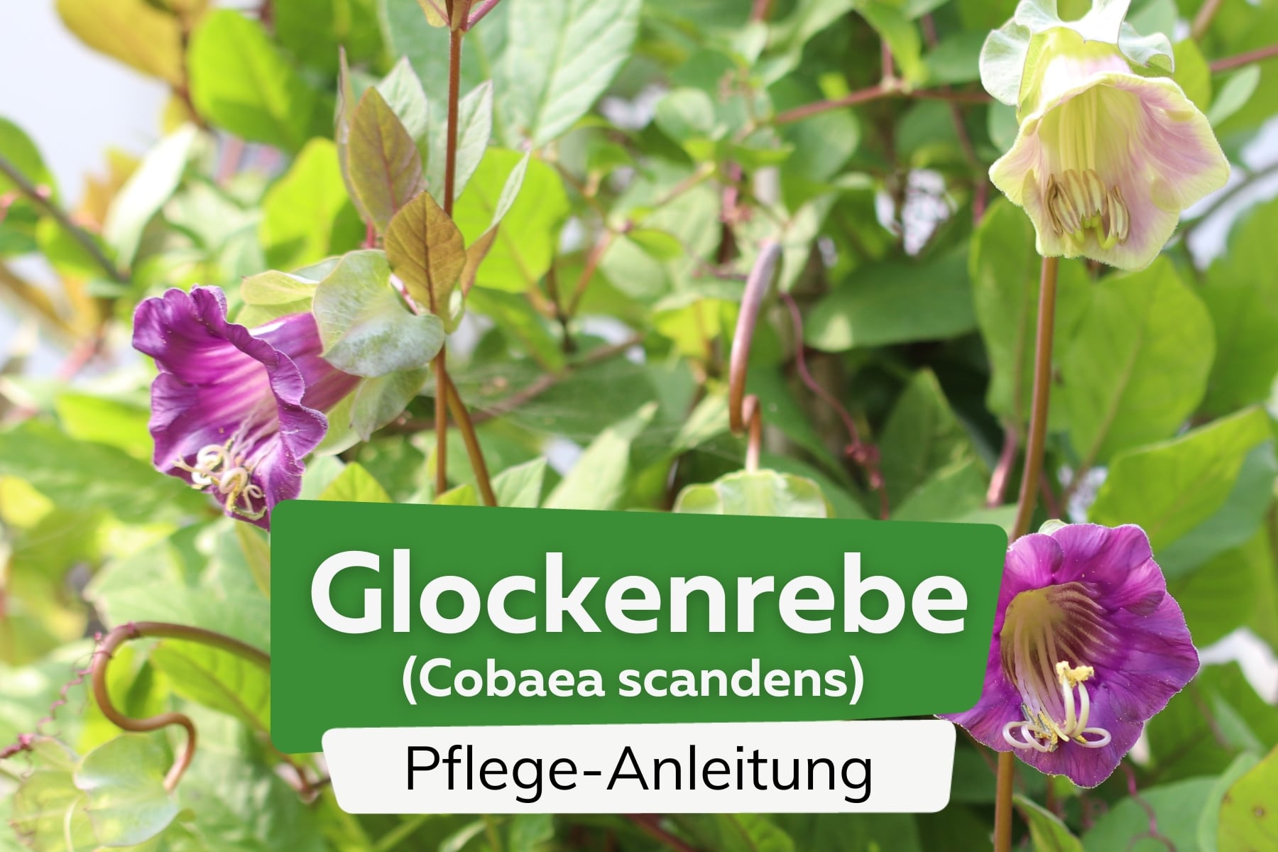 Glockenrebe (Cobaea scandens)