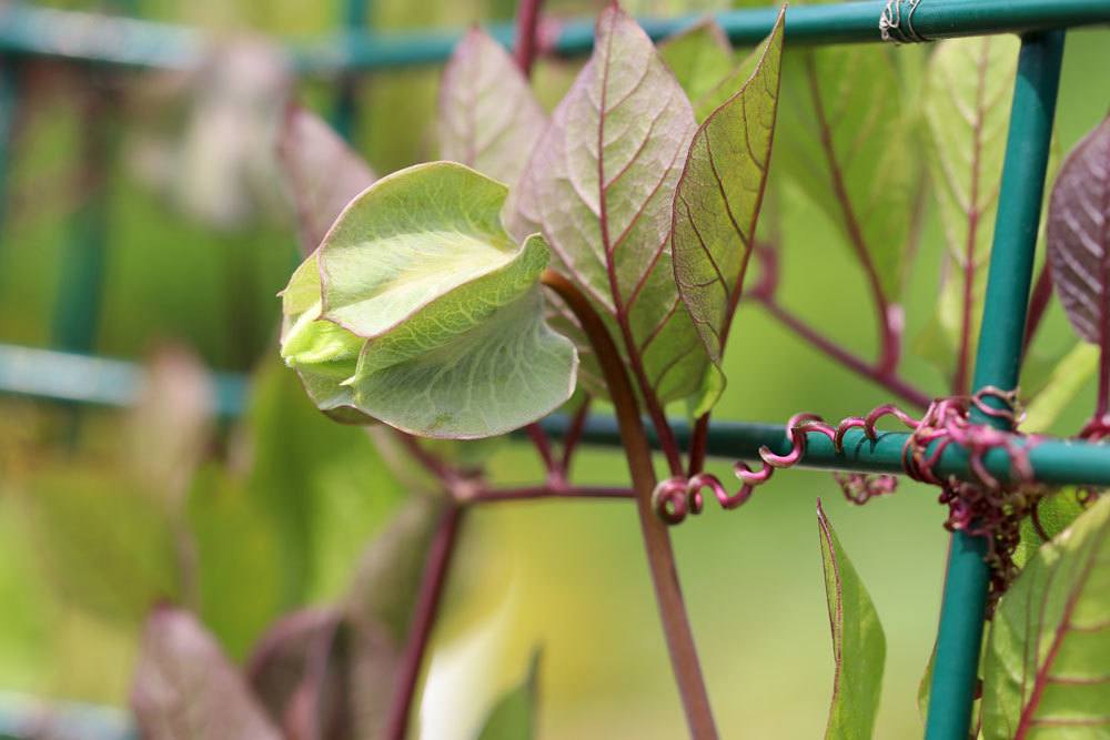 Cobaea scandens an einem Rankgerüst