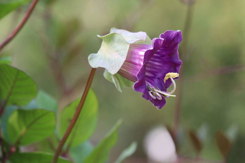 Glockenrebe, Cobaea scandens für Garten und Balkon geeignet