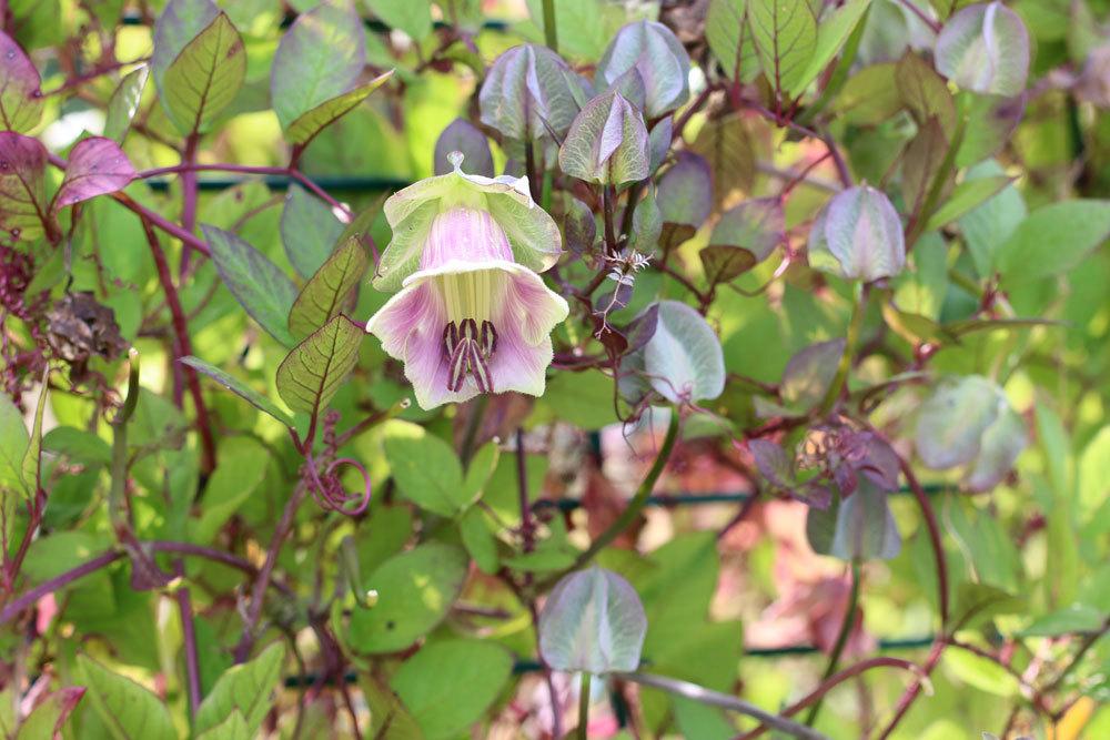 Glockenrebe (Cobaea scandens)