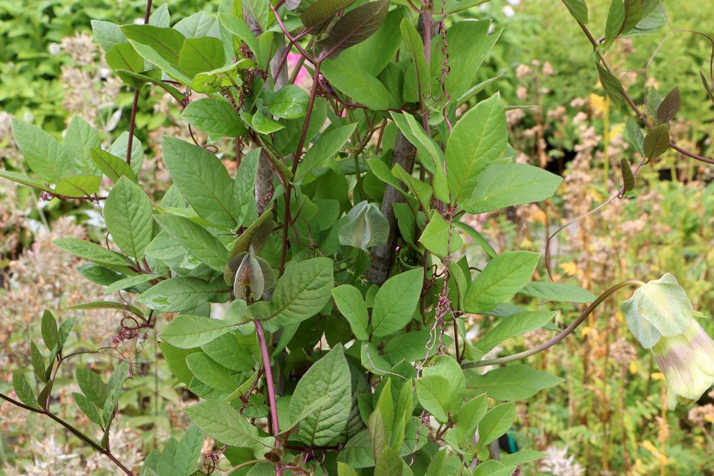 Glockenrebe im Gartenbeet