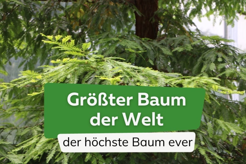 größter Baum der Welt