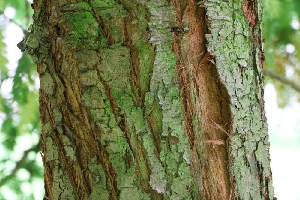 Küstenmammutbaum, Sequoia sempervirens